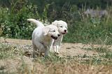 GOLDEN RETRIEVER 608